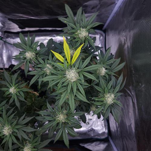 Night Owl LSO/Organics !. Week 7 - Instant Classik (Day 43)