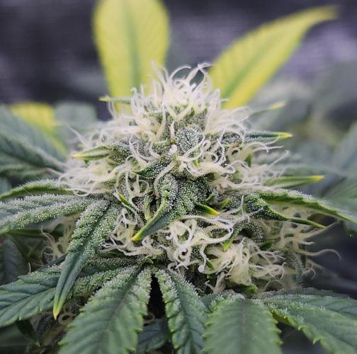 Night Owl LSO/Organics !. Week 7 - Instant Classik (Day 43)