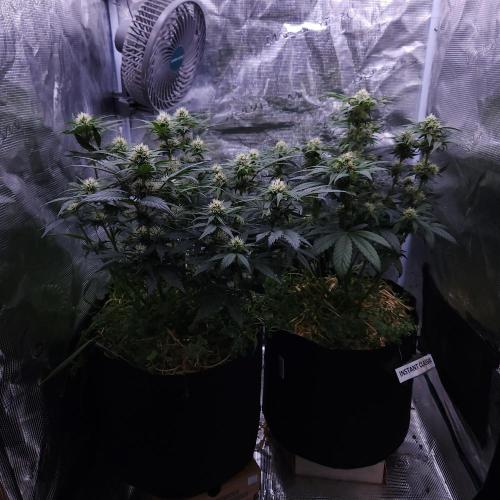 Night Owl LSO/Organics !. Week 7 - 06/12/26