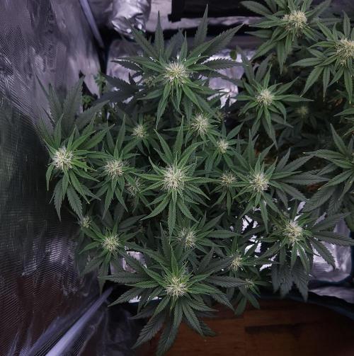 Night Owl LSO/Organics !. Week 7 - Chem 'N' Kush (Day 44)