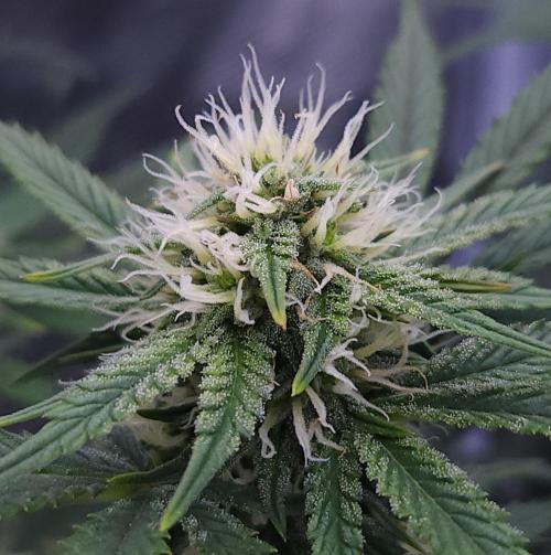 Night Owl LSO/Organics !. Week 7 - Chem 'N' Kush (Day 44)
