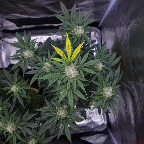 Night Owl LSO/Organics !. Week 7 - Instant Classik (Day 44)