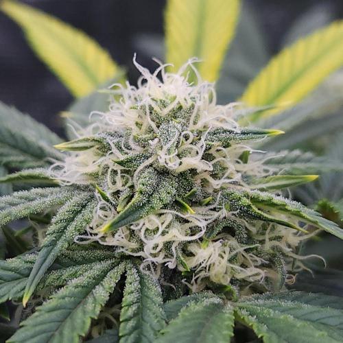 Night Owl LSO/Organics !. Week 7 - Instant Classik (Day 44)