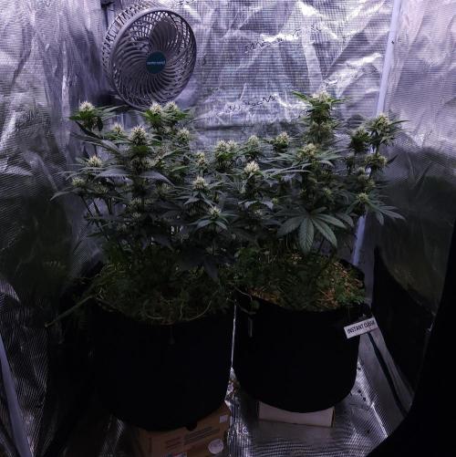 Night Owl LSO/Organics !. Week 7 - 06/13/26