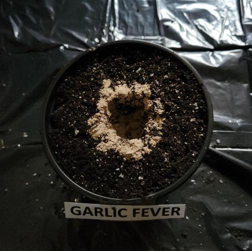 Romdog/Garlic Fever LSO + Organics !. Week 0 -  Garlic Fever 06/14/26