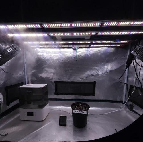 Romdog/Garlic Fever LSO + Organics !. Week 0 - 06/14/26