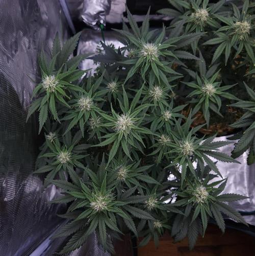 Night Owl LSO/Organics !. Week 7 - Chem 'N' Kush (Day 45)