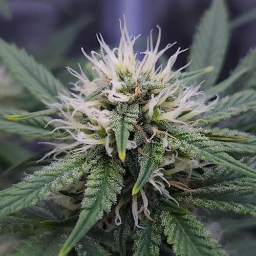 Night Owl LSO/Organics !. Week 7 - Chem 'N' Kush (Day 45)
