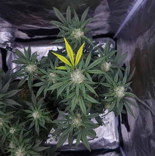 Night Owl LSO/Organics !. Week 7 - Instant Classik (Day 45)