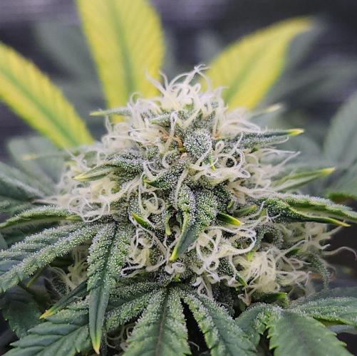 Night Owl LSO/Organics !. Week 7 - Instant Classik (Day 45)
