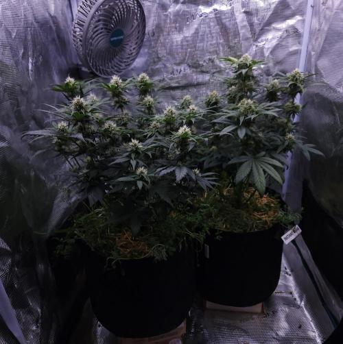 Night Owl LSO/Organics !. Week 7 - 06/14/26