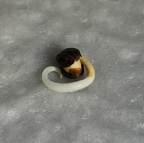 Romdog/Garlic Fever LSO + Organics !. Week 0 - Romdog 06/15/26