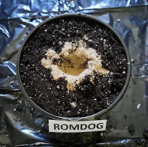 Romdog/Garlic Fever LSO + Organics !. Week 0 - 06/15/26