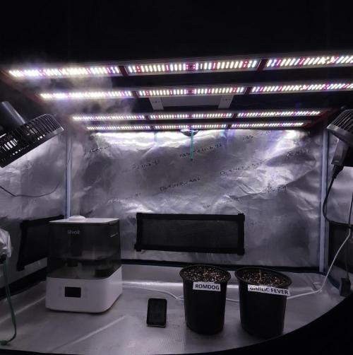 Romdog/Garlic Fever LSO + Organics !. Week 0 - 06/15/26