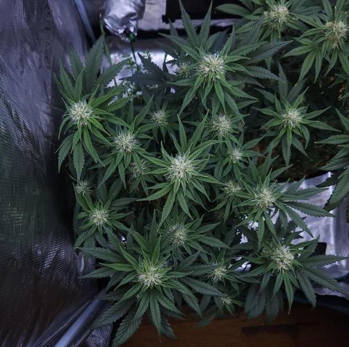 Night Owl LSO/Organics !. Week 7 - Chem 'N' Kush (Day 46)