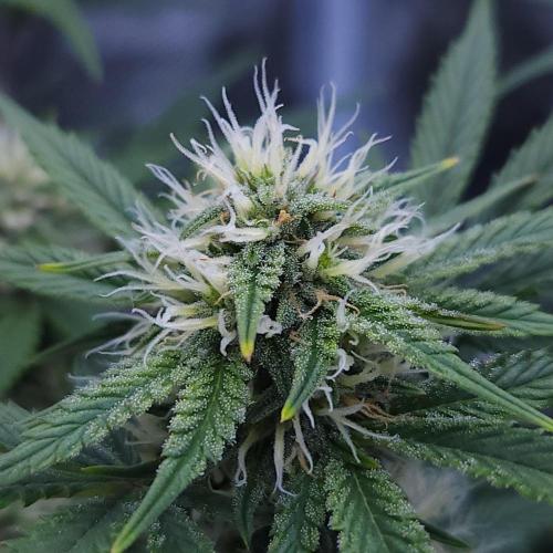 Night Owl LSO/Organics !. Week 7 - Chem 'N' Kush (Day 46)