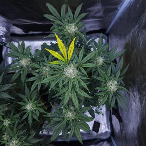 Night Owl LSO/Organics !. Week 7 - Instant Classik (Day 46)
