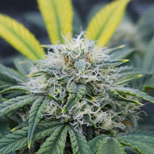 Night Owl LSO/Organics !. Week 7 - Instant Classik (Day 46)