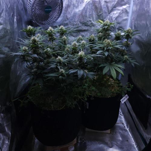 Night Owl LSO/Organics !. Week 7 - 06/15/26