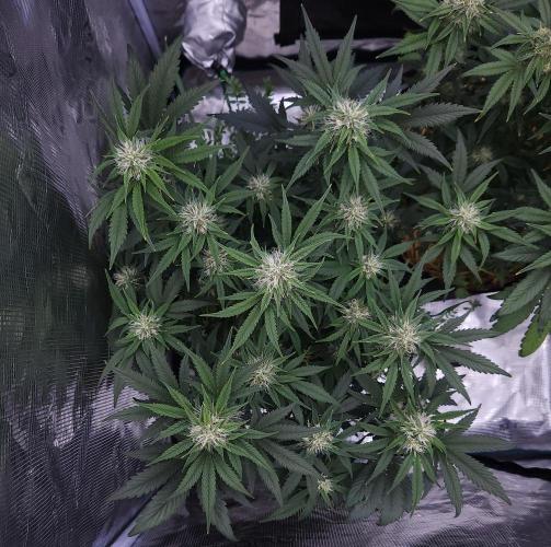 Night Owl LSO/Organics !. Week 7 - Chem 'N' Kush (Day 47)