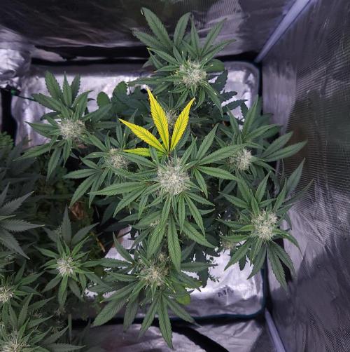 Night Owl LSO/Organics !. Week 7 - Instant Classik (Day 47)