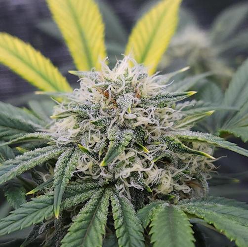 Night Owl LSO/Organics !. Week 7 - Instant Classik (Day 47)
