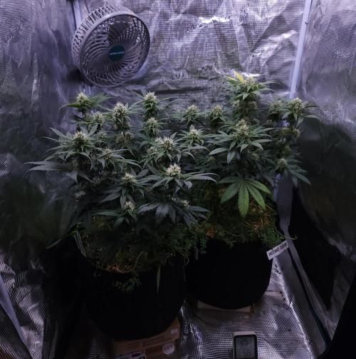 Night Owl LSO/Organics !. Week 7 - 06/16/26