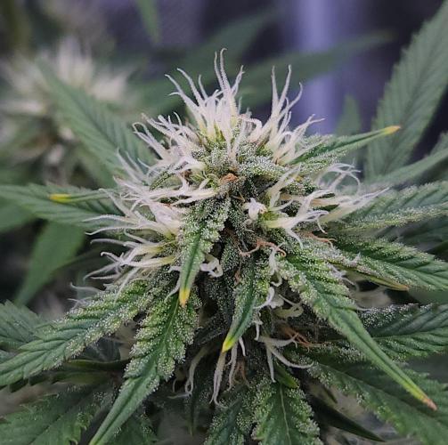 Night Owl LSO/Organics !. Week 7 - Chem 'N' Kush (Day 47)