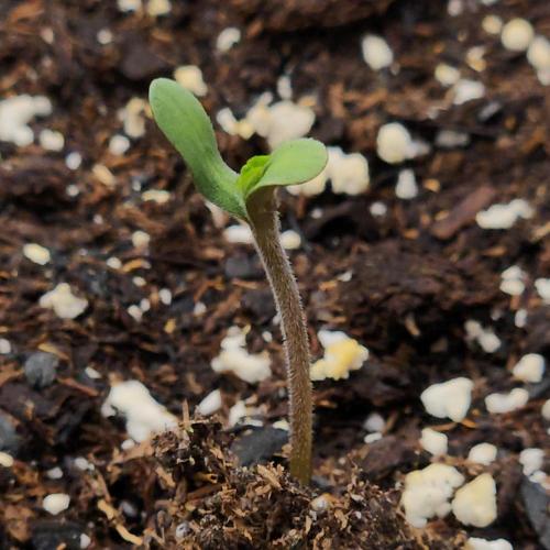 Romdog/Garlic Fever LSO + Organics !. Week 0 - Garlic Fever 06/16/26