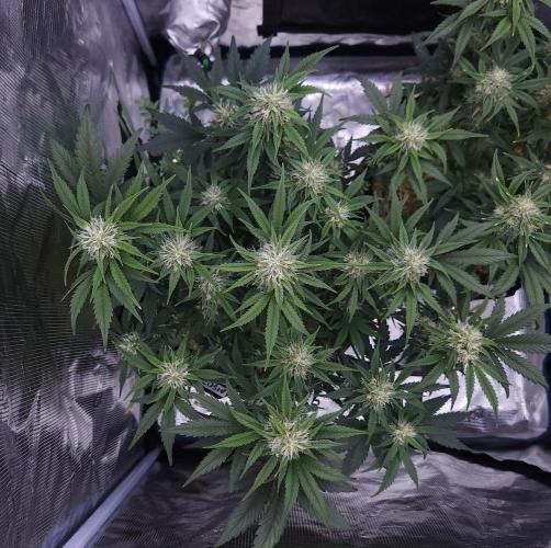 Night Owl LSO/Organics !. Week 7 - Chem 'N' Kush (Day 48)