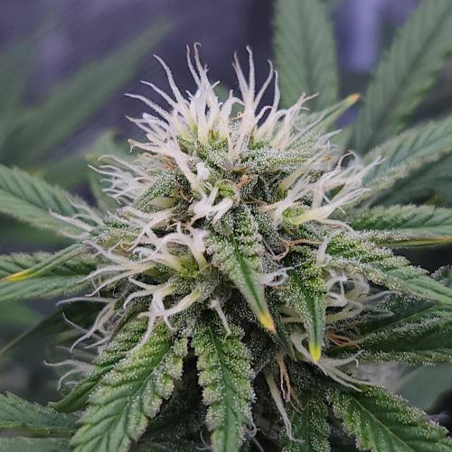 Night Owl LSO/Organics !. Week 7 - Chem 'N' Kush (Day 48)