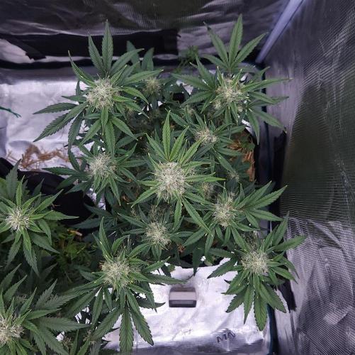 Night Owl LSO/Organics !. Week 7 - Instant Classik (Day 48)