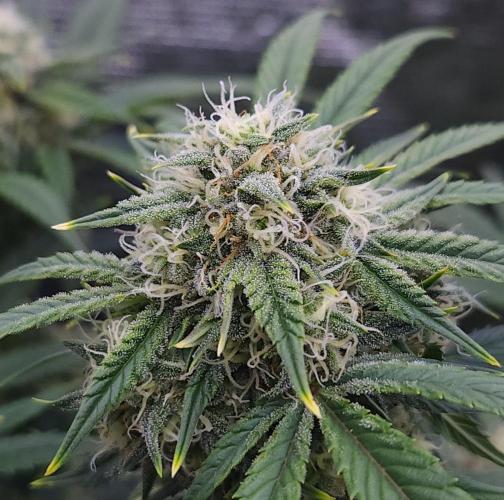 Night Owl LSO/Organics !. Week 7 - Instant Classik (Day 48)
