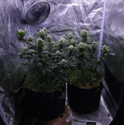 Night Owl LSO/Organics !. Week 7 - 06/17/26