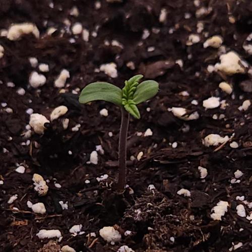 Romdog/Garlic Fever LSO + Organics !. Week 0 - Romdog 06/17/26