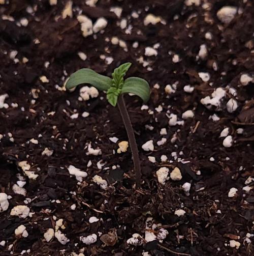 Romdog/Garlic Fever LSO + Organics !. Week 0 - Garlic Fever 06/17/26