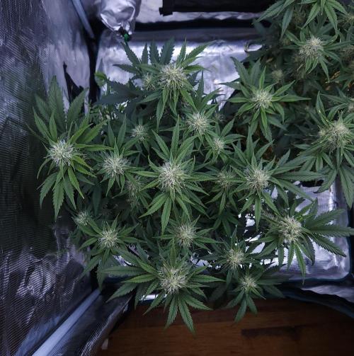 Night Owl LSO/Organics !. Week 7 - Chem 'N' Kush (Day 49)