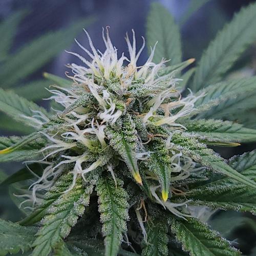 Night Owl LSO/Organics !. Week 7 - Chem 'N' Kush (Day 49)