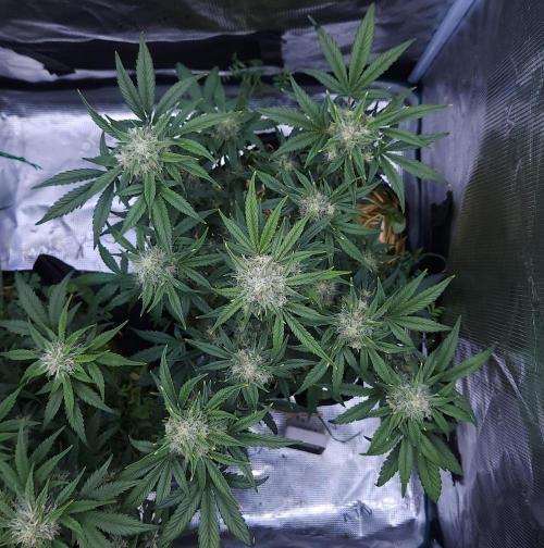 Night Owl LSO/Organics !. Week 7 - Instant Classik (Day 49)