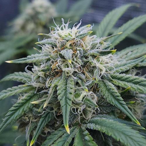 Night Owl LSO/Organics !. Week 7 - Instant Classik (Day 49)