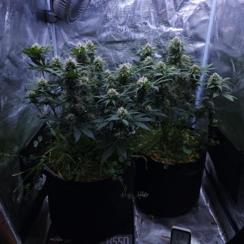 Night Owl LSO/Organics !. Week 7 - 06/18/26