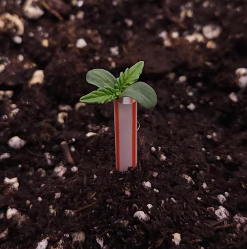 Romdog/Garlic Fever LSO + Organics !. Week 1 - Romdog (Day 1)