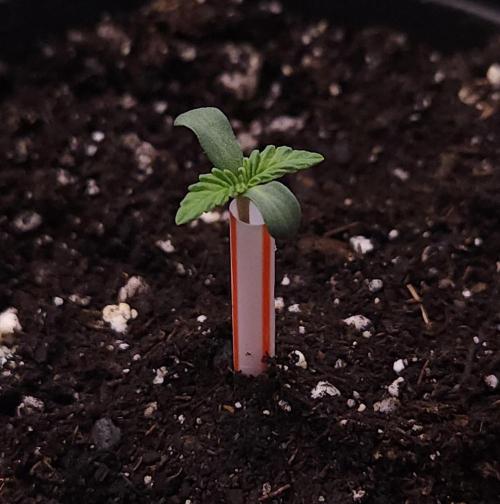 Romdog/Garlic Fever LSO + Organics !. Week 1 - Garlic Fever (Day 1)