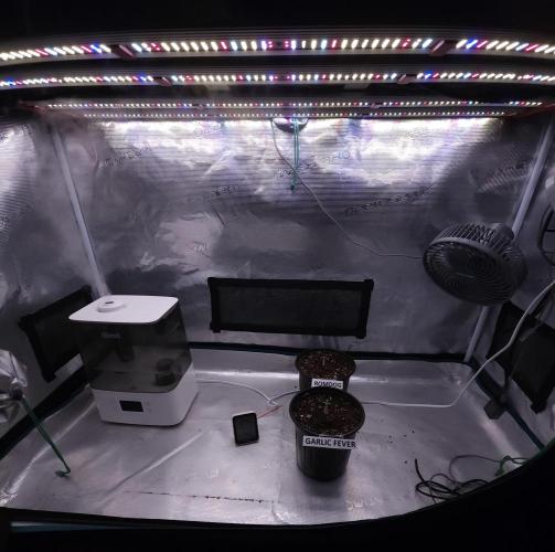 Romdog/Garlic Fever LSO + Organics !. Week 1 - 06/18/26
