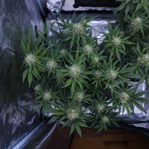 Night Owl LSO/Organics !. Week 8 - Chem 'N' Kush (Day 50)