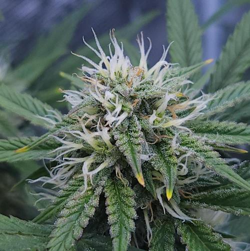 Night Owl LSO/Organics !. Week 8 - Chem 'N' Kush (Day 50)