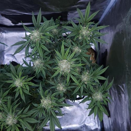 Night Owl LSO/Organics !. Week 8 - Instant Classik (Day 50)