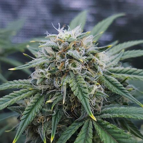 Night Owl LSO/Organics !. Week 8 - Instant Classik (Day 50)