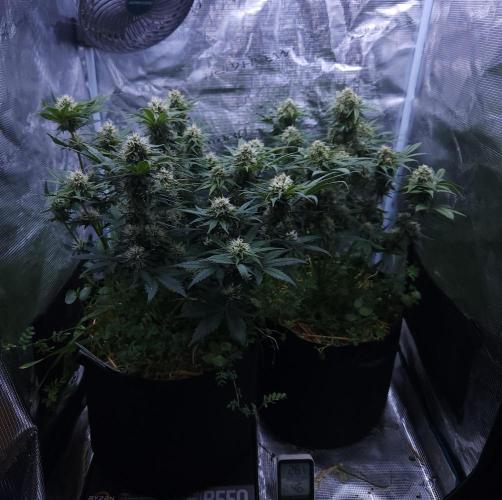Night Owl LSO/Organics !. Week 8 - 06/19/26