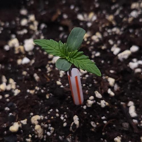 Romdog/Garlic Fever LSO + Organics !. Week 1 - Romdog (Day 2)